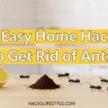 10 Easy Home Hacks to Get Rid of Ants